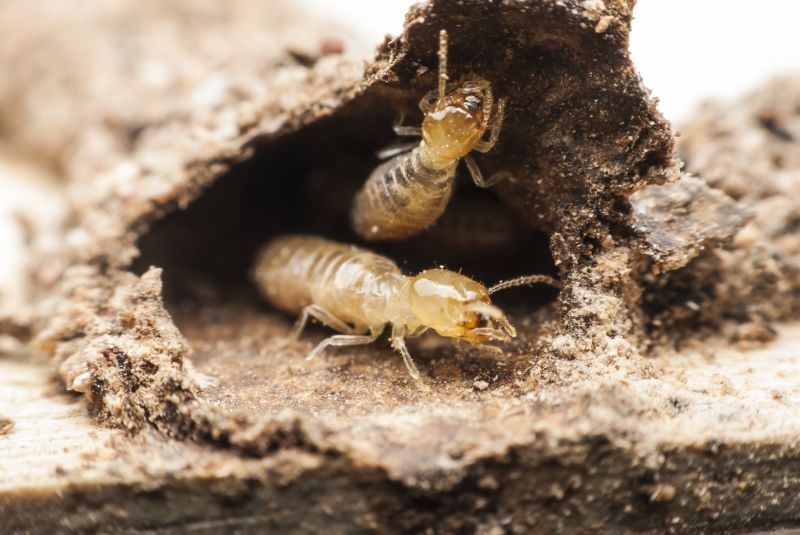 Winged Termite Extermination